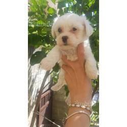 Cuccioli maltesi