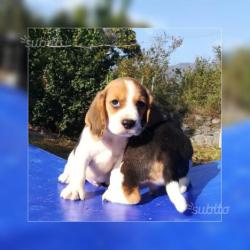 Beagle