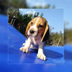 Beagle