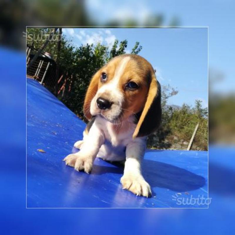 Beagle