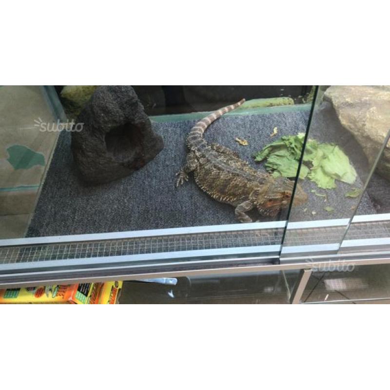 Pogona con teca (terrario )