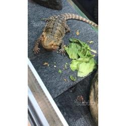 Pogona con teca (terrario )