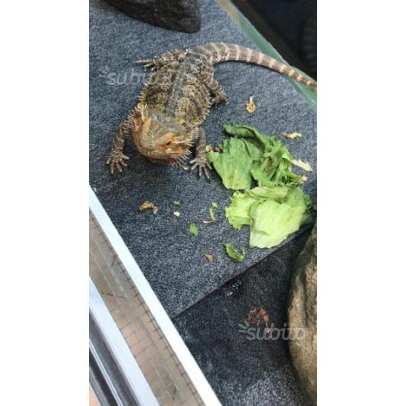 Pogona con teca (terrario )