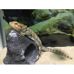 Pogona con teca (terrario )