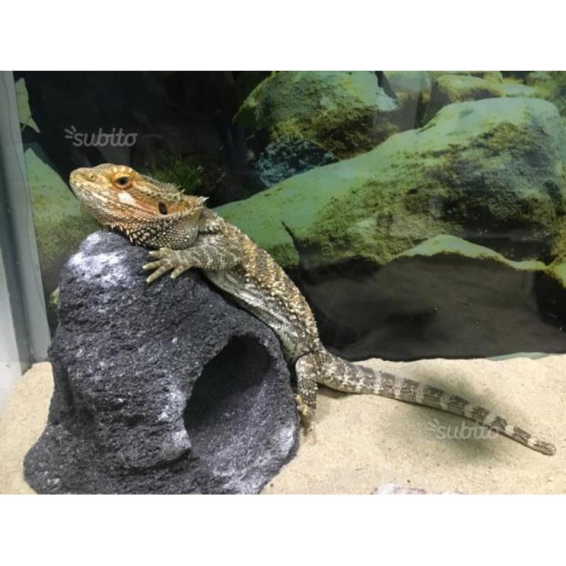 Pogona con teca (terrario )