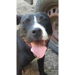 Regalo cucciolone di pit bull