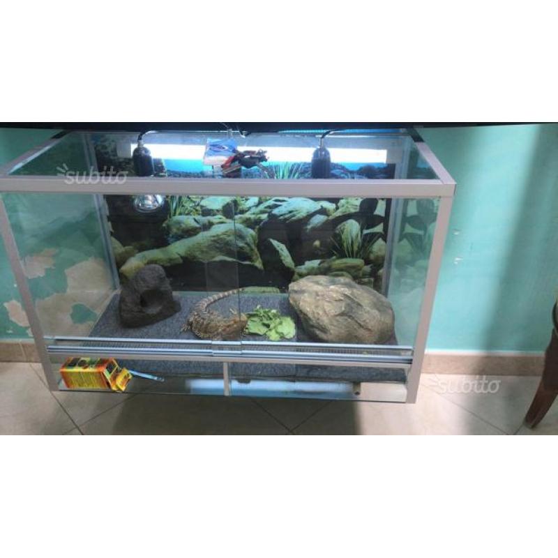 Pogona con teca (terrario )