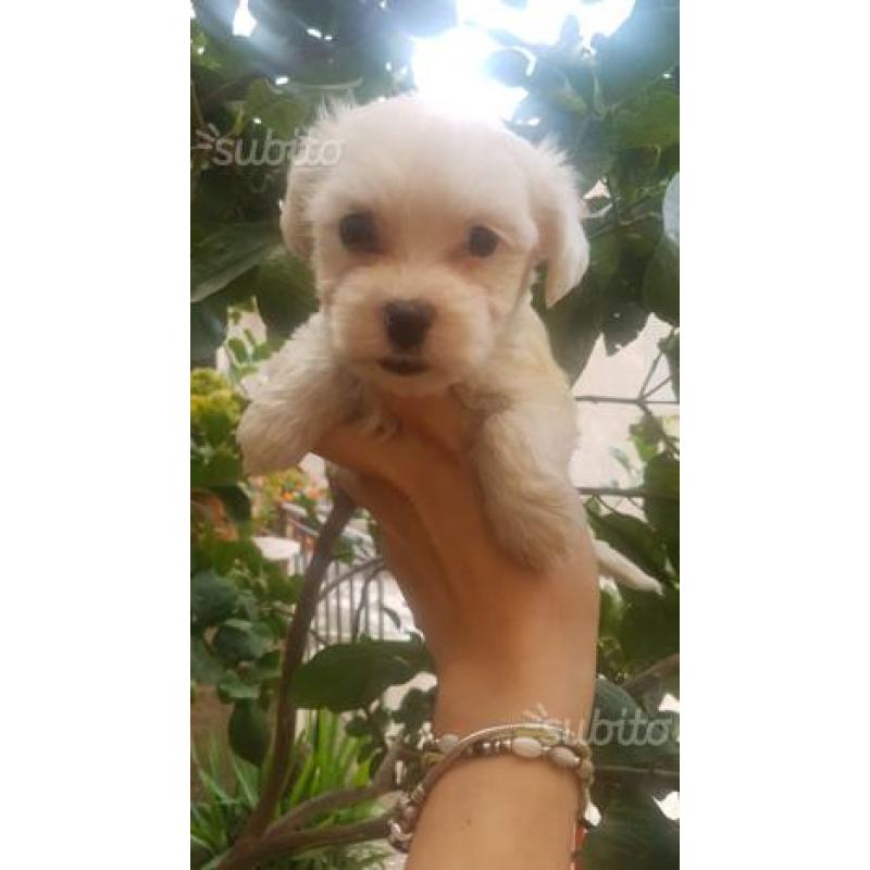 Cuccioli maltesi