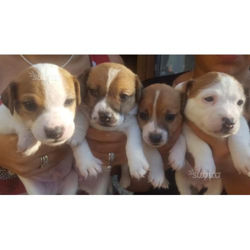 Cuccioli di jack russell terrier