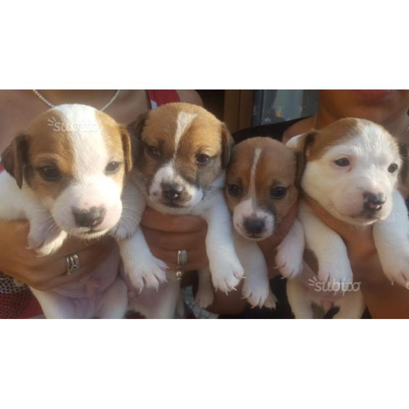 Cuccioli di jack russell terrier