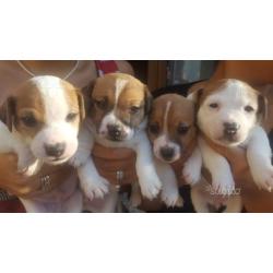 Cuccioli di jack russell terrier