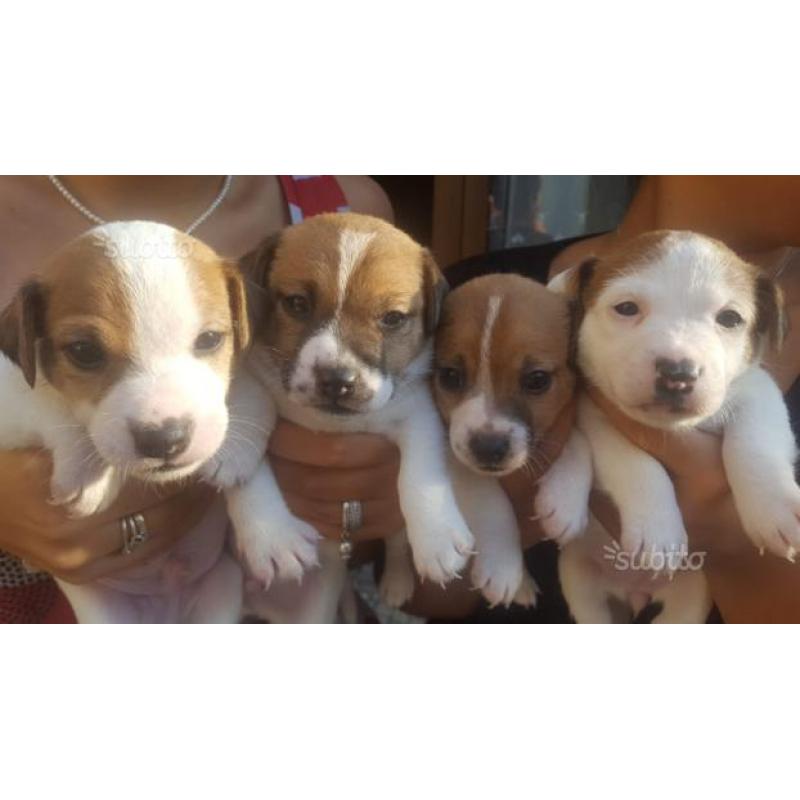 Cuccioli di jack russell terrier