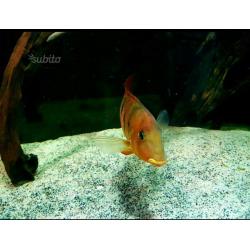 Ciclide Geophagus