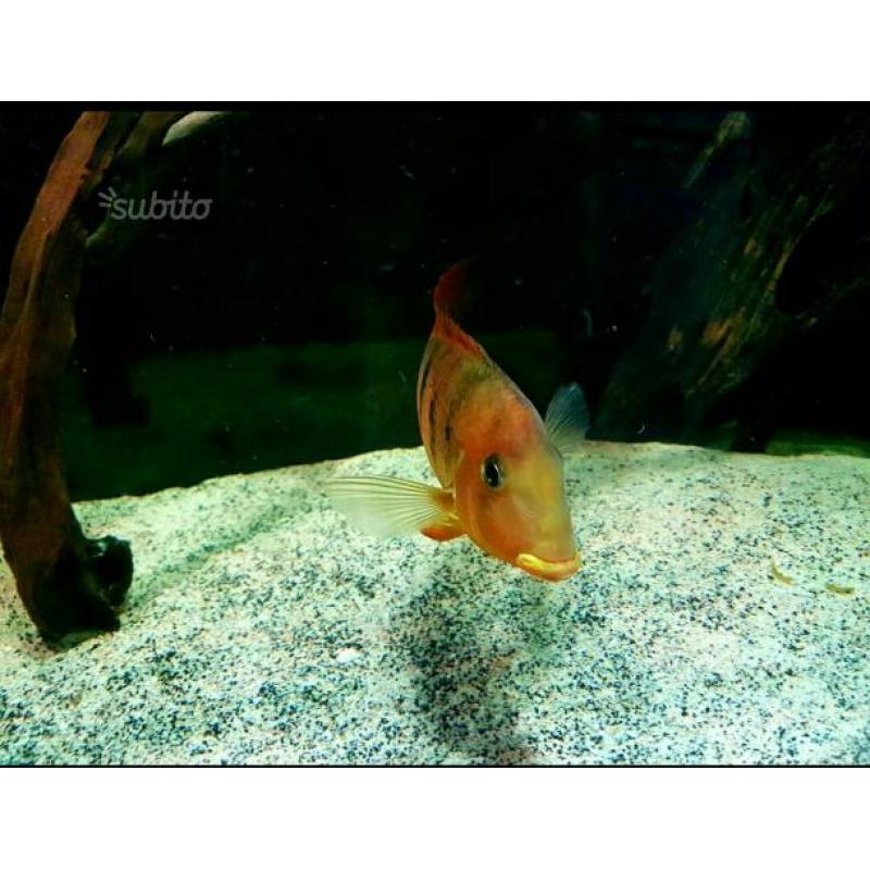 Ciclide Geophagus