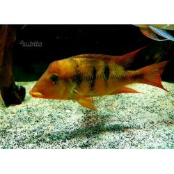 Ciclide Geophagus