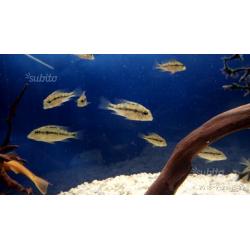 Ciclide Geophagus