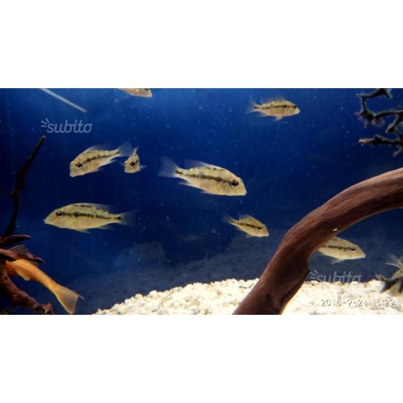 Ciclide Geophagus