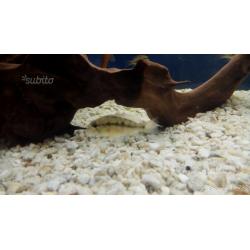 Ciclide Geophagus