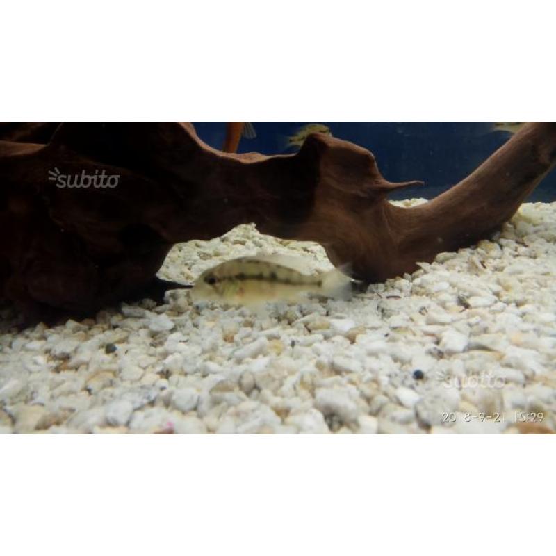 Ciclide Geophagus