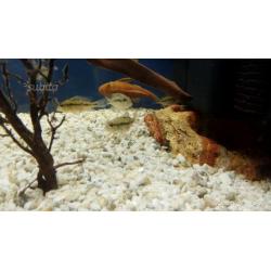 Ciclide Geophagus