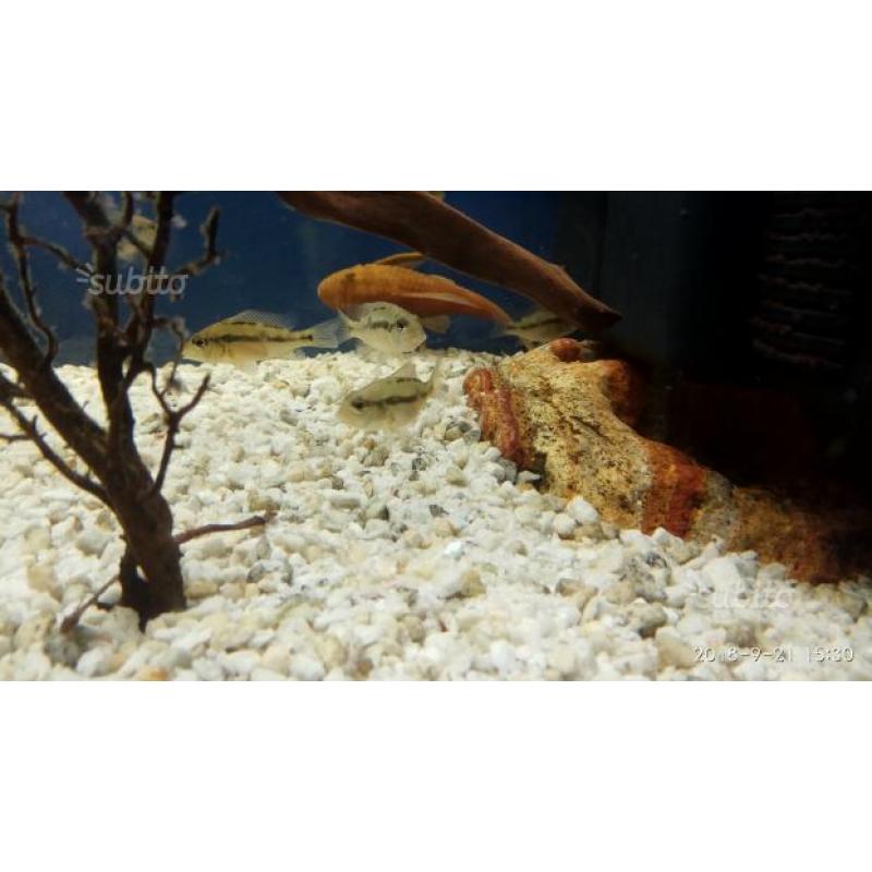 Ciclide Geophagus
