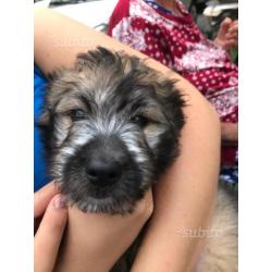 Cucciolo di cane taglia media