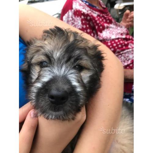 Cucciolo di cane taglia media