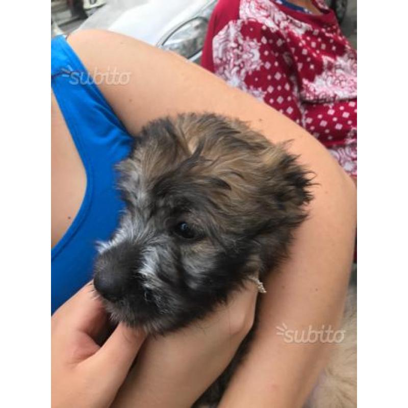 Cucciolo di cane taglia media