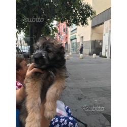 Cucciolo di cane taglia media