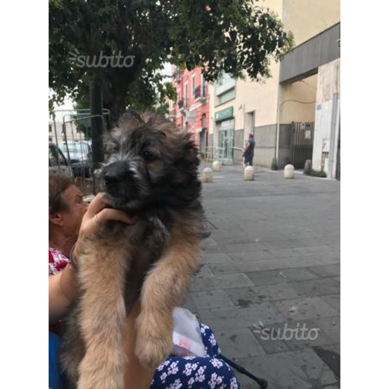Cucciolo di cane taglia media