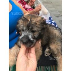 Cucciolo di cane taglia media