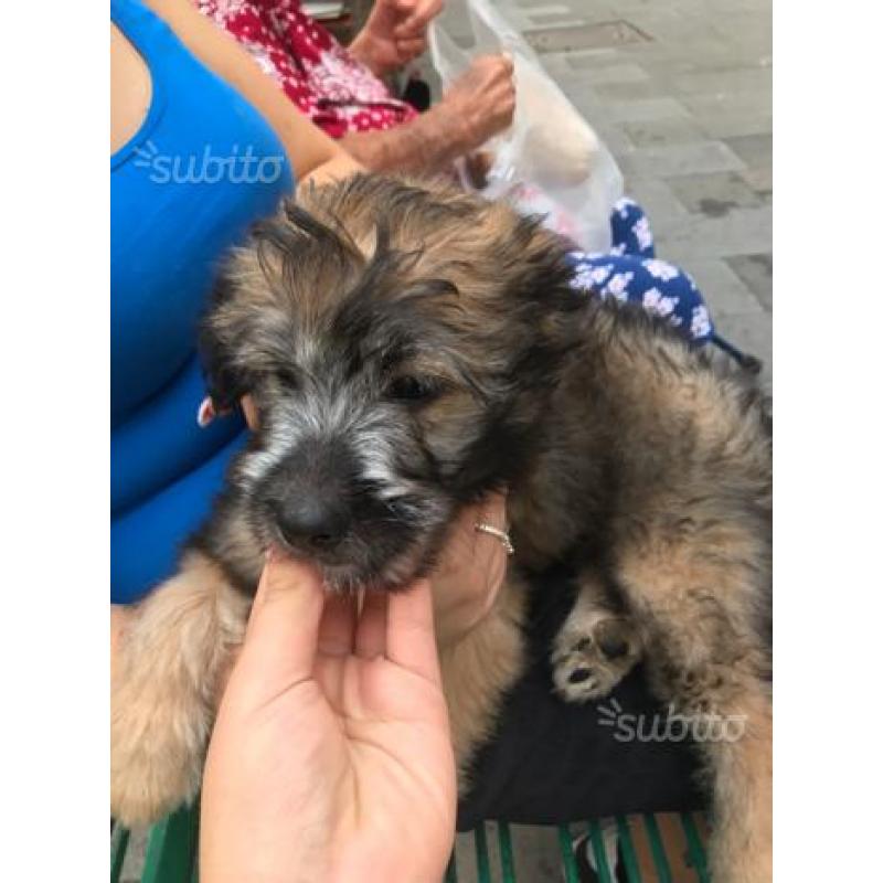 Cucciolo di cane taglia media
