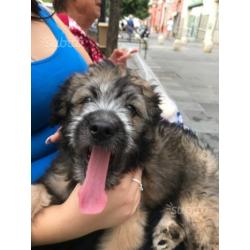 Cucciolo di cane taglia media