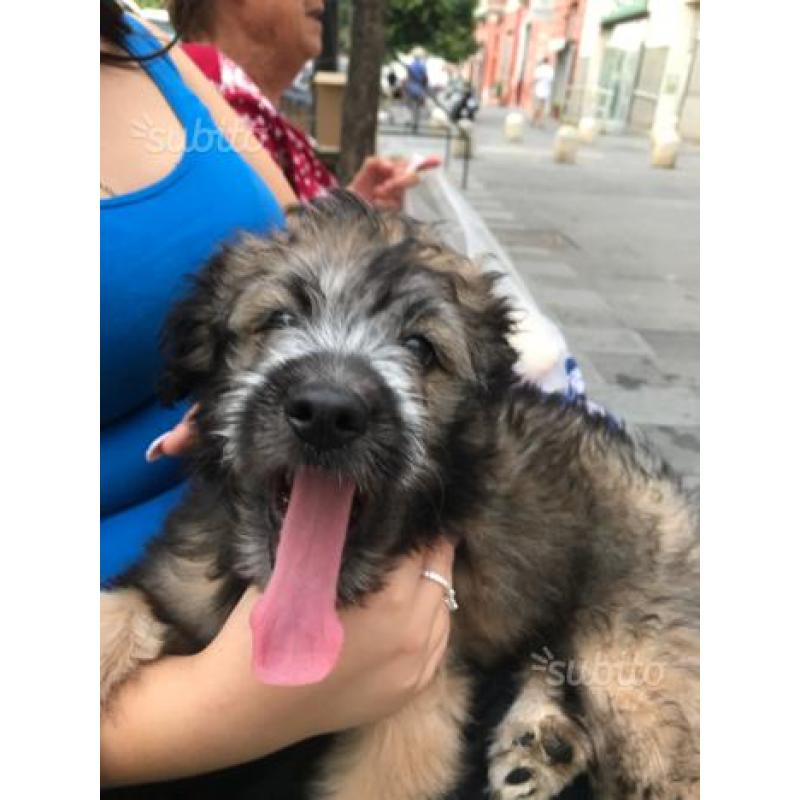Cucciolo di cane taglia media