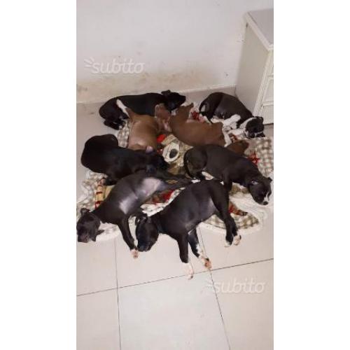 Cuccioli di American Pitbull Terrier UKC