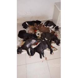 Cuccioli di American Pitbull Terrier UKC