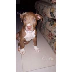 Cuccioli di American Pitbull Terrier UKC