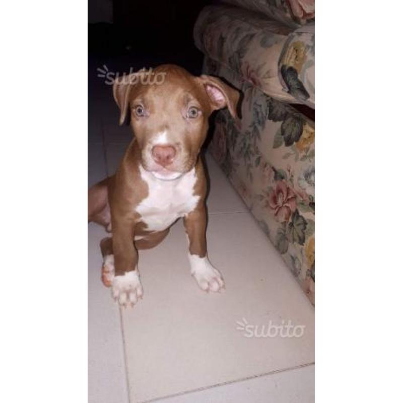 Cuccioli di American Pitbull Terrier UKC