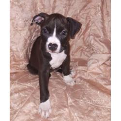 Cuccioli di American Pitbull Terrier UKC