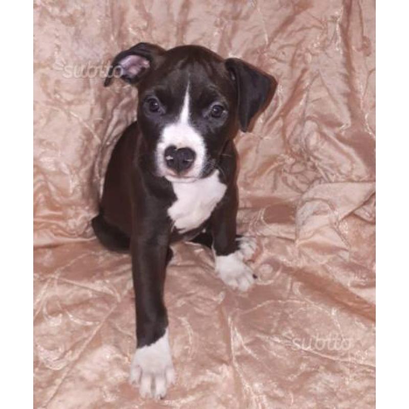 Cuccioli di American Pitbull Terrier UKC