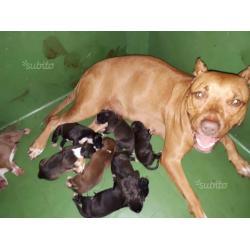 Cuccioli di American Pitbull Terrier UKC