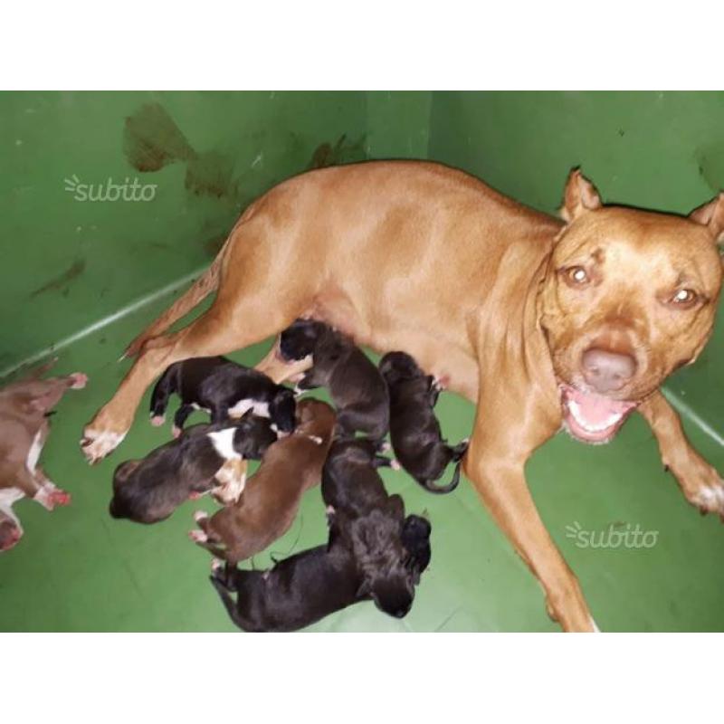 Cuccioli di American Pitbull Terrier UKC