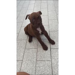 Pitbull