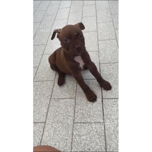 Pitbull