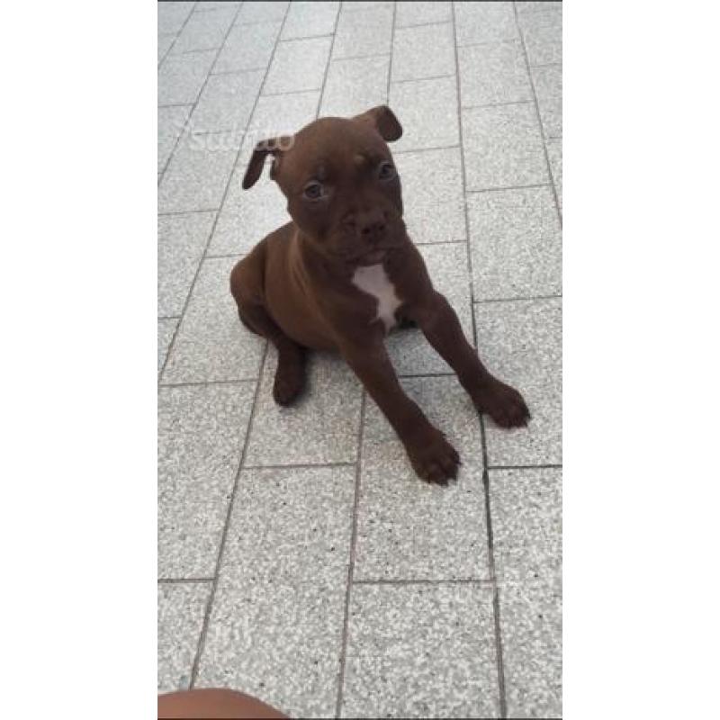Pitbull