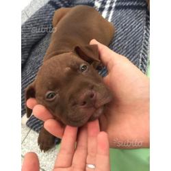 Pitbull