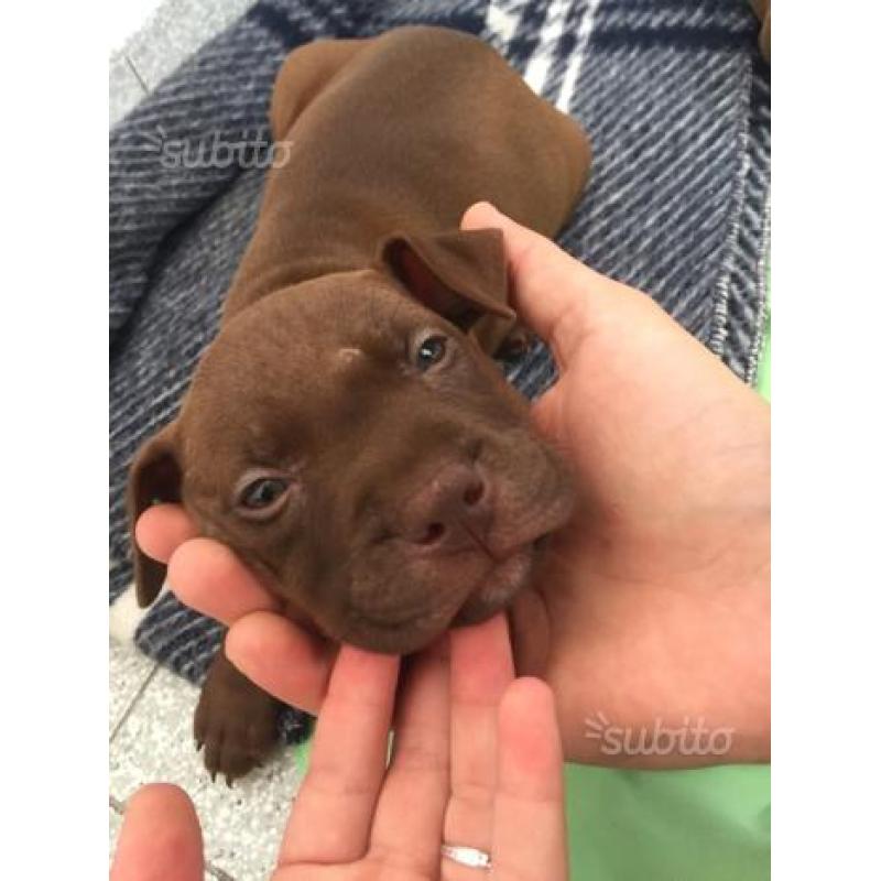Pitbull