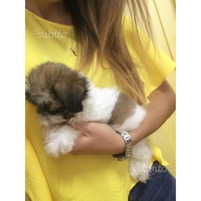 Cucciolata di Shitzu Toy