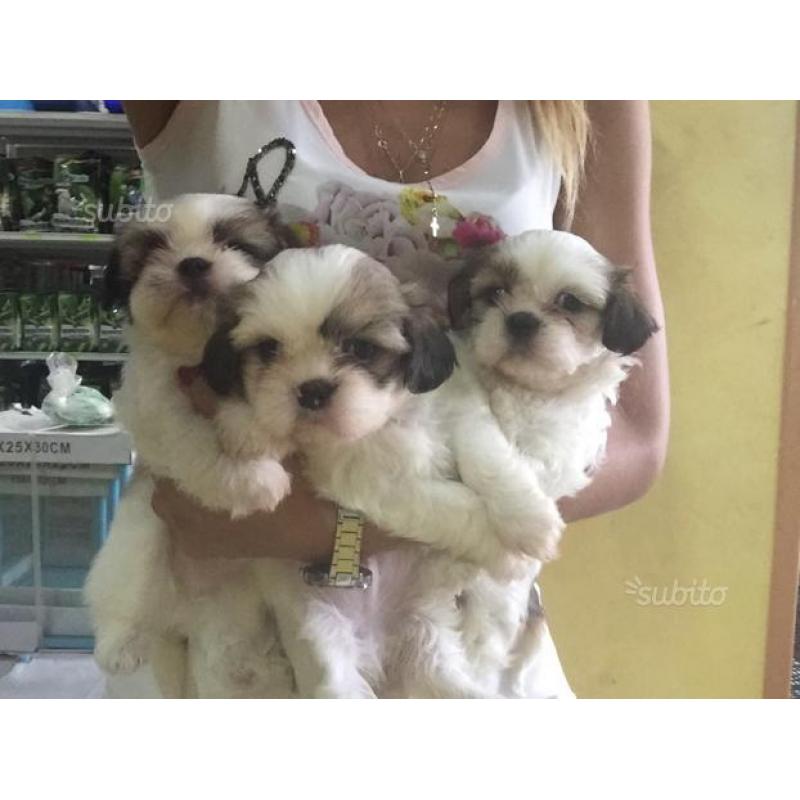 Cucciolata di Shitzu Toy