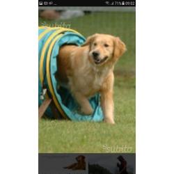 Gratis spazio per addestratori di cani